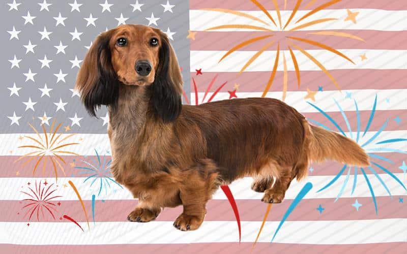 4th of july preparation to help ease doggy firework anxiety