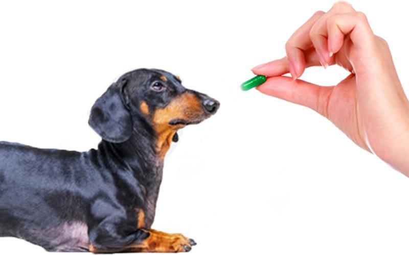 4th of July Preparation to Help Ease Doggy Firework Anxiety