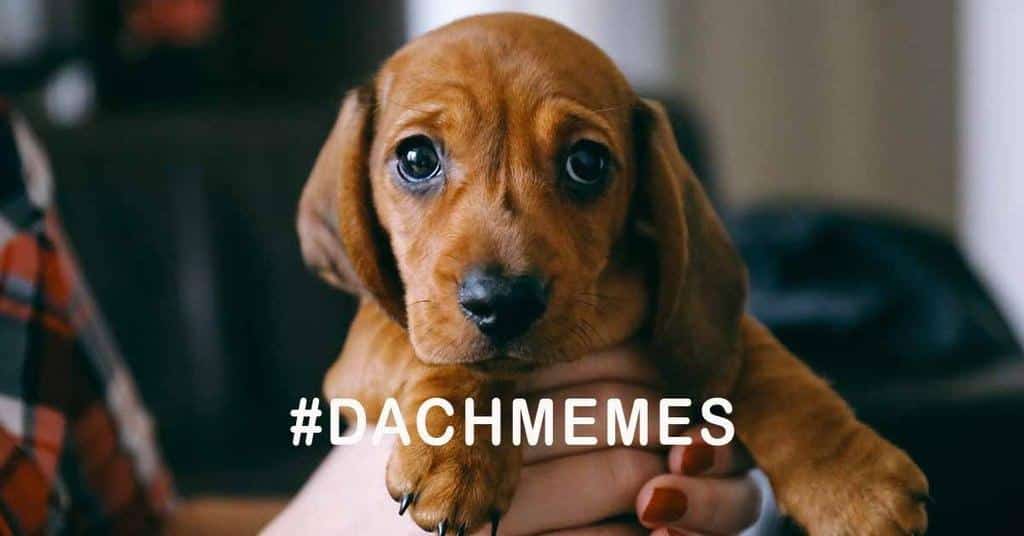 10 Adorable Dachshund Memes That Will Make Your Day