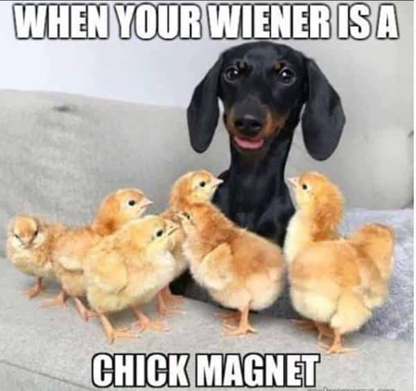 10 adorable dachshund memes that will make your day