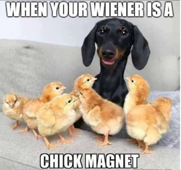 10 Adorable Dachshund Memes That Will Make Your Day