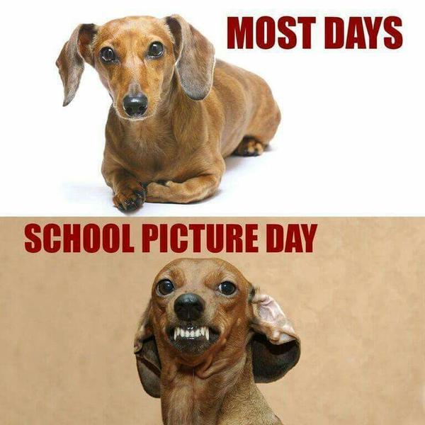 10 adorable dachshund memes that will make your day