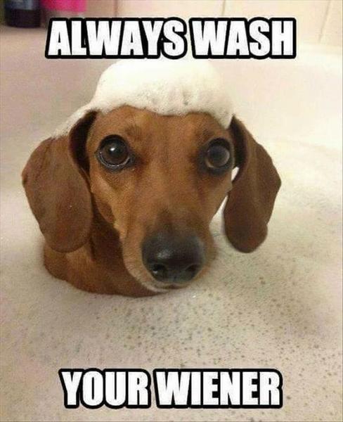 10 adorable dachshund memes that will make your day