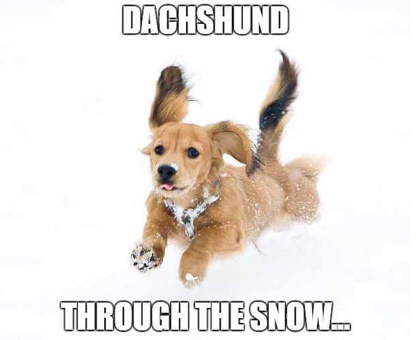 10 Adorable Dachshund Memes That Will Make Your Day