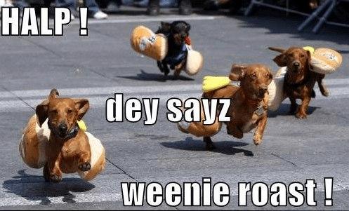 10 Adorable Dachshund Memes That Will Make Your Day