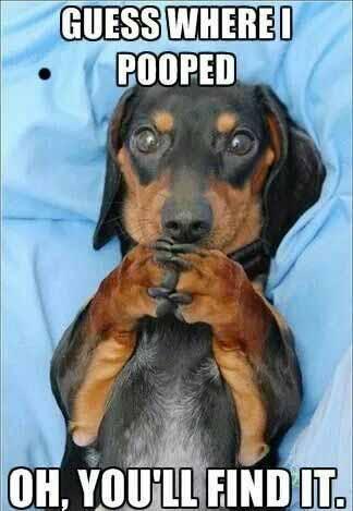 10 adorable dachshund memes that will make your day