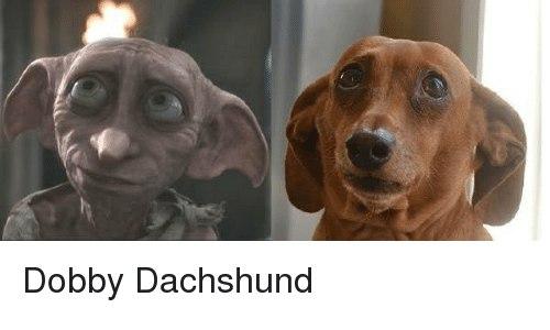 10 Adorable Dachshund Memes That Will Make Your Day