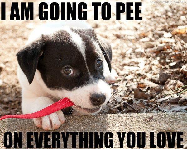 10 adorable dog memes that will make your day