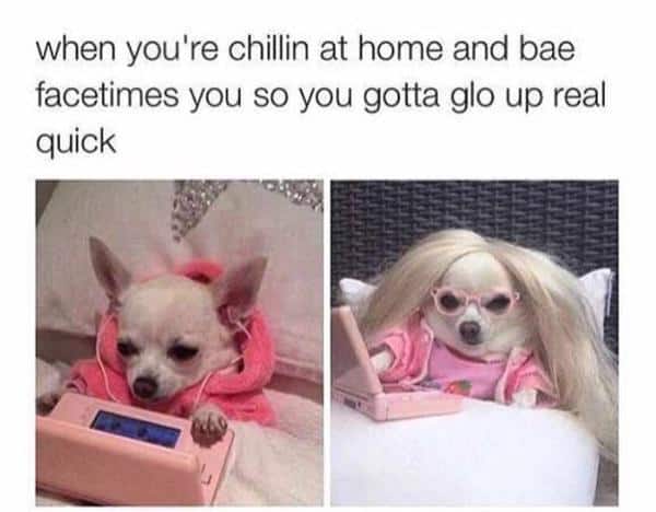 10 adorable dog memes that will make your day
