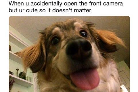 10 adorable dog memes that will make your day