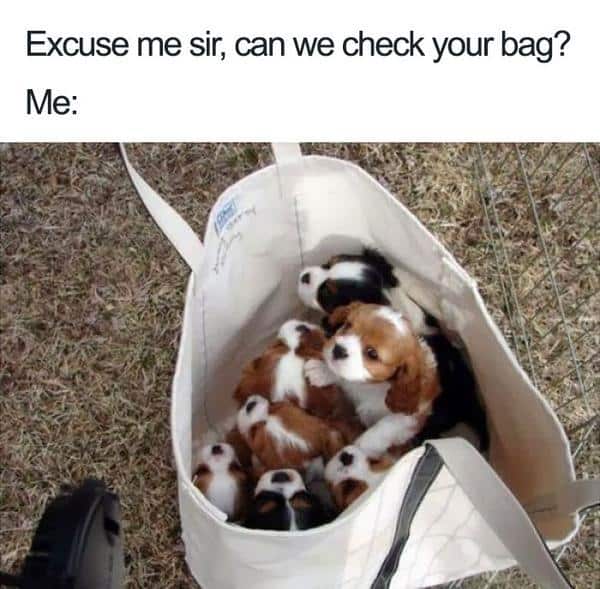 10 adorable dog memes that will make your day