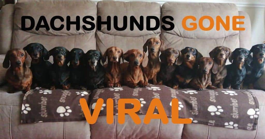 16 dachshunds that went viral