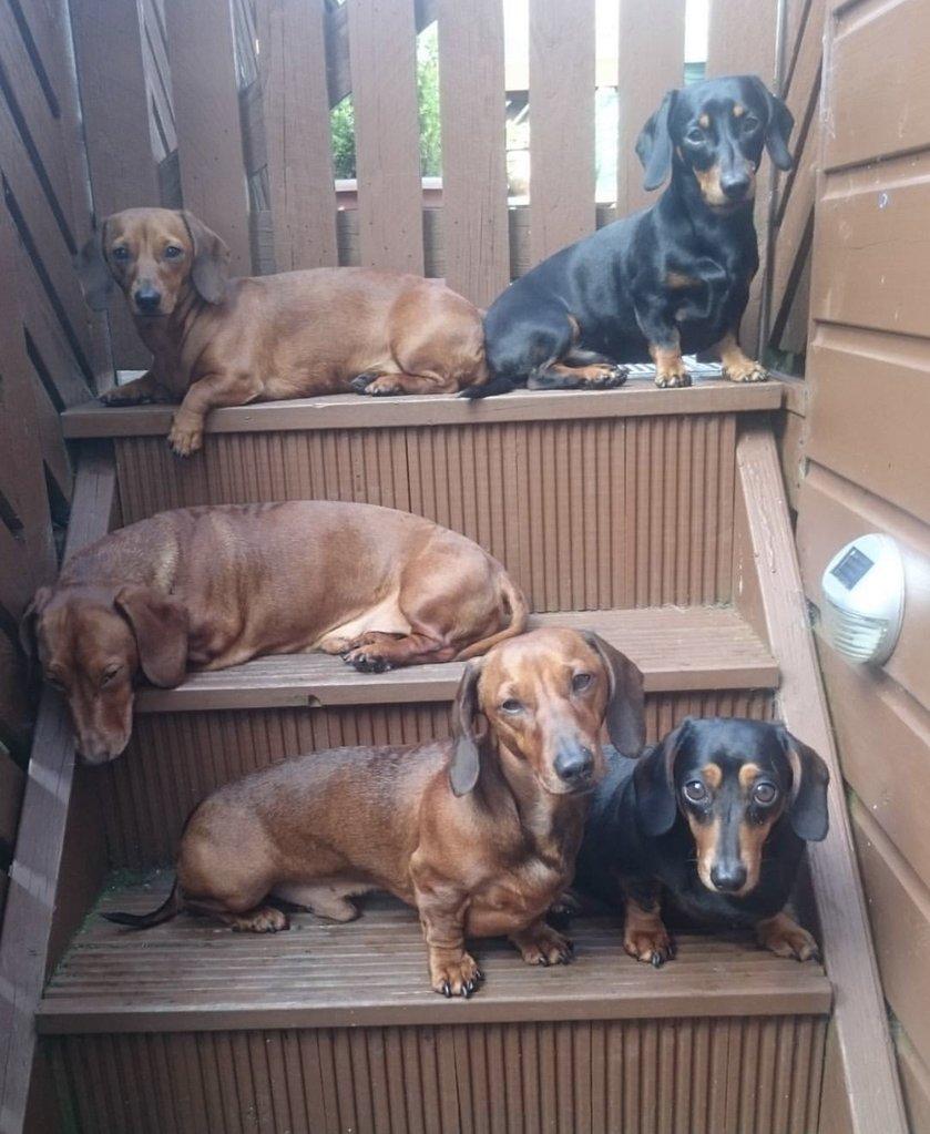 16 Dachshunds 