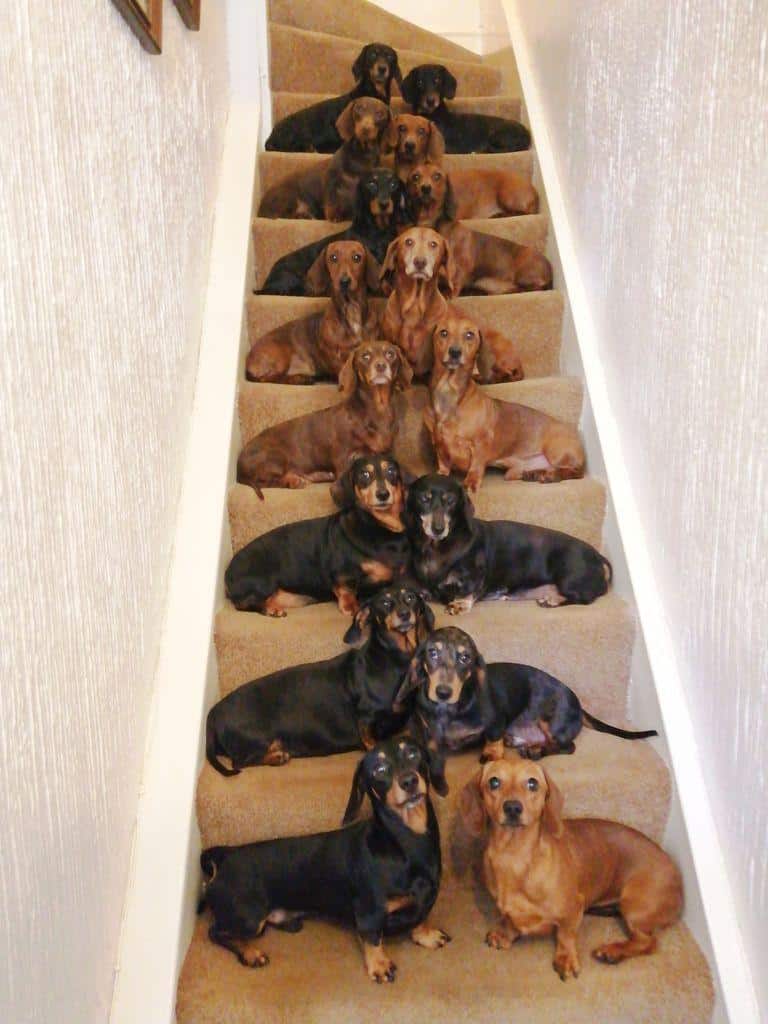 16 dachshunds that went viral