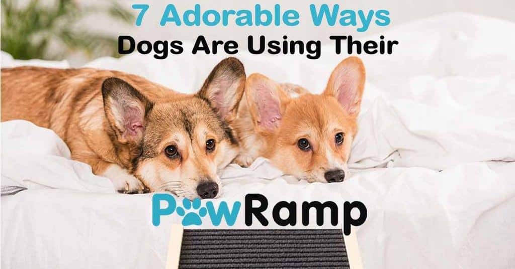 Dogs using their ramps