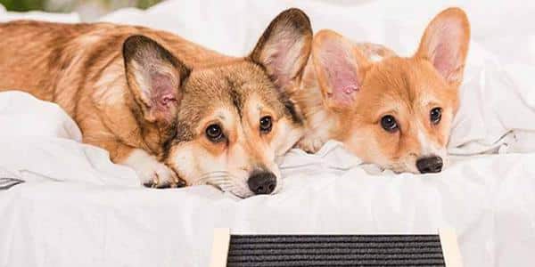 Corgis using ramp