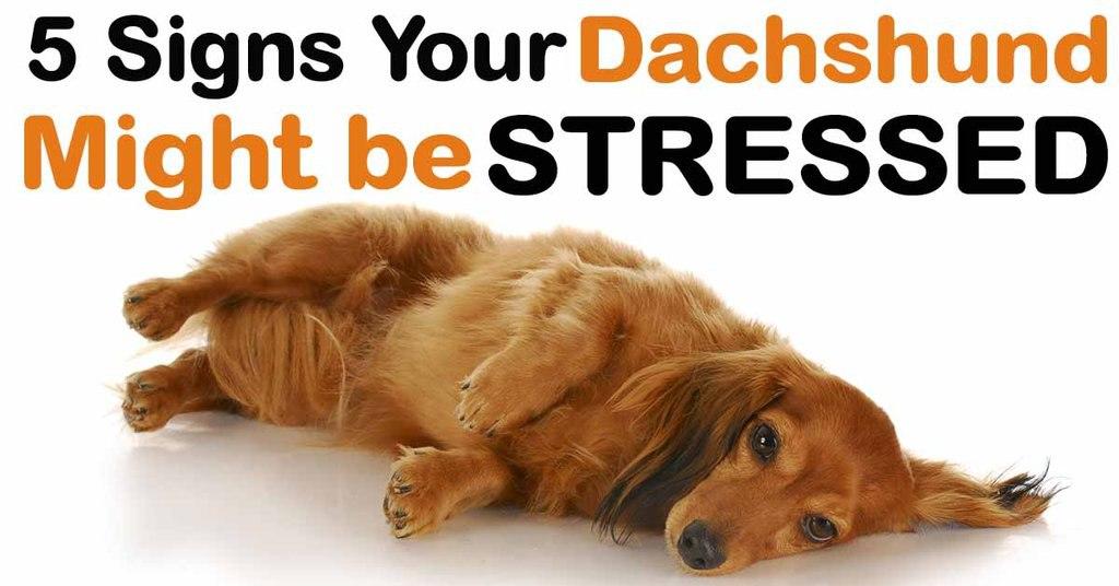 5 Signs your Dachshund Might be Stressed