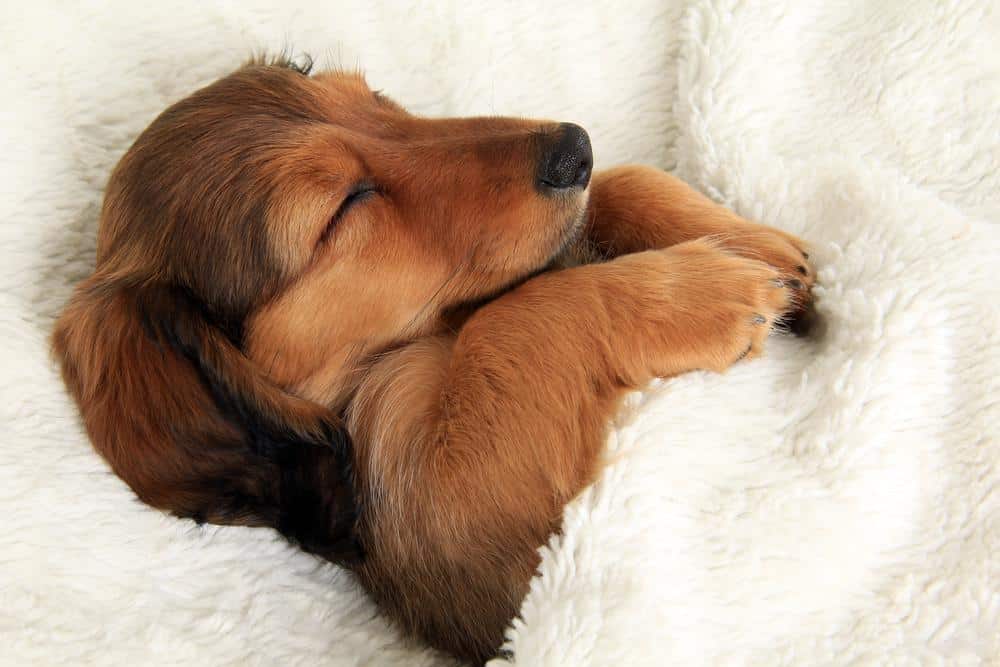 Increased Sleeping in Dachshund caused by Stress