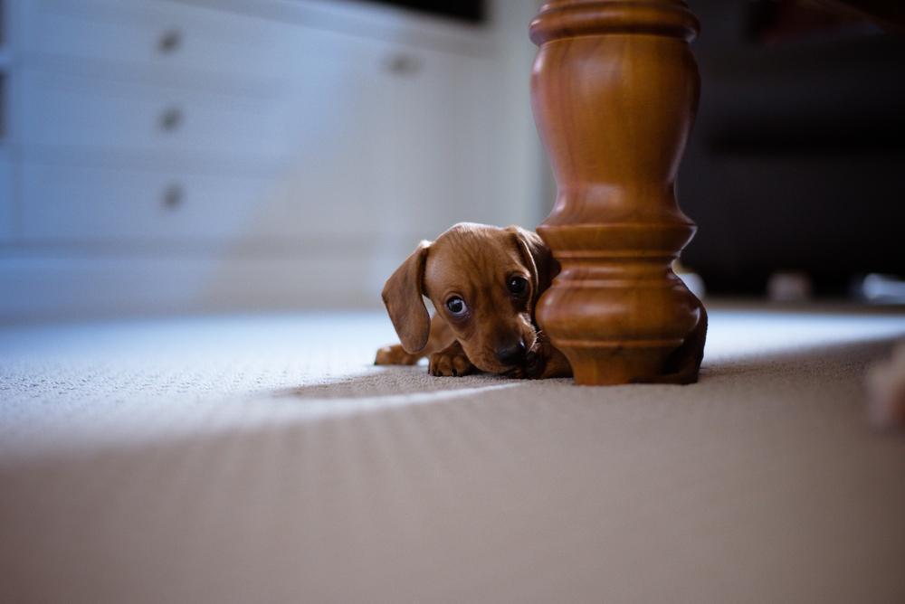 5 signs your dachshund might be stressed