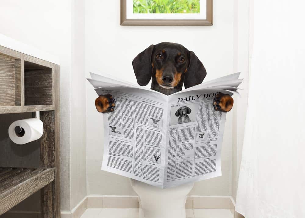 5 signs your dachshund might be stressed