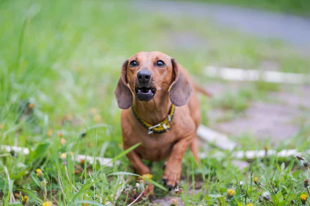 5 signs your dachshund might be stressed