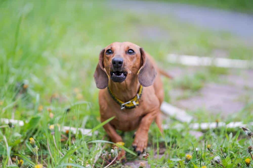 5 Signs your Dachshund Might be Stressed