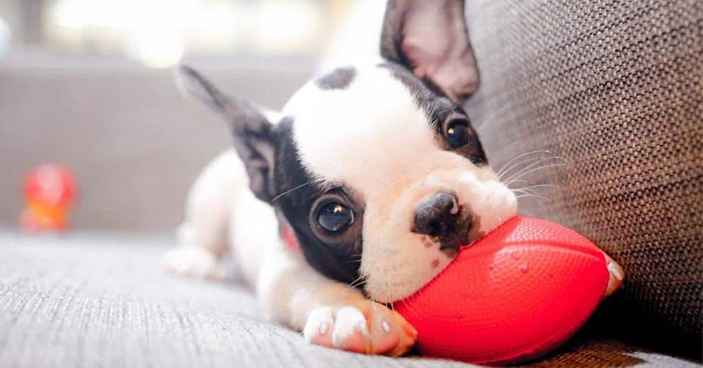 5 ways to prepare your home for a new puppy