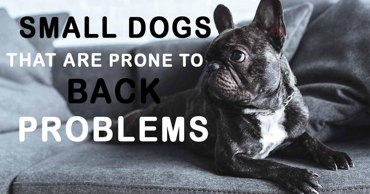 Dog breeds prone to back issues