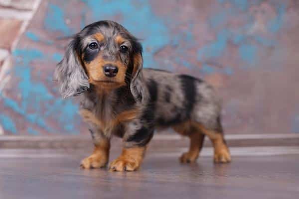 Dachshunds are small dogs that are prone to back problems