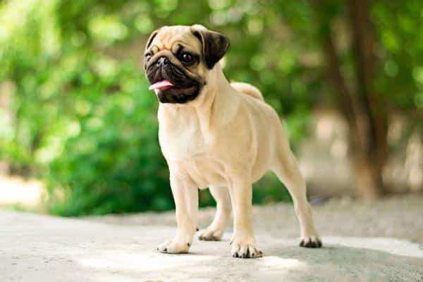 Pugs are small dogs that are prone to back problems