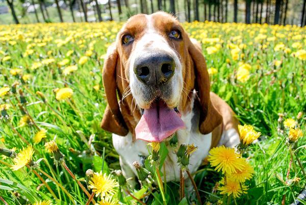Basset hounds are small dogs that are prone to back problems