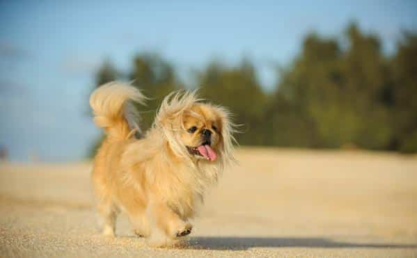 Pekingese are small dogs that are prone to back problems