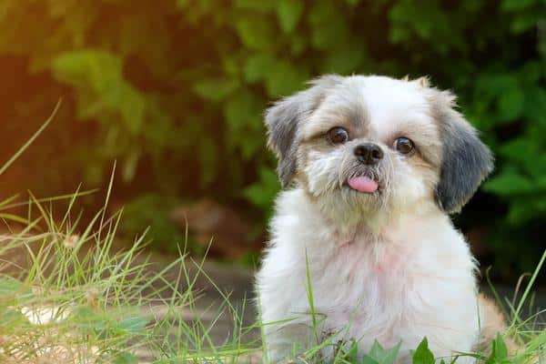 Shih tzus are small dogs that are prone to back problems