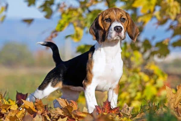Beagles are small dogs that are prone to back problems
