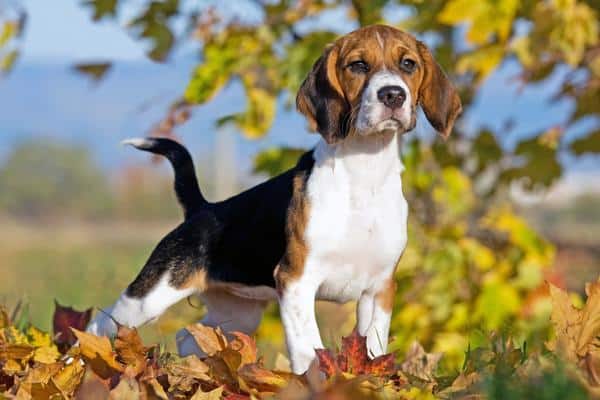 Beagles are Small Dogs That Are Prone to Back Problems