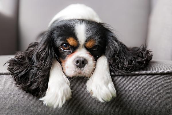 Cavalier king charles spaniels are small dogs that are prone to back problems