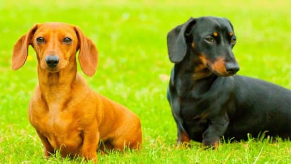 Smooth-coat Dachshund