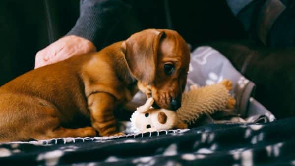 3 ways to keep your dachshund mentally stimulated