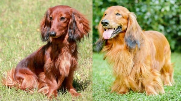 The 3 types of dachshunds do you know them all