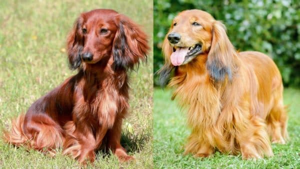 The 3 Types of Dachshunds Do You Know Them All