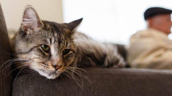 3 tips to make life easier for your senior cat
