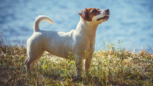 Longest living dog breeds: is your dog on the list?