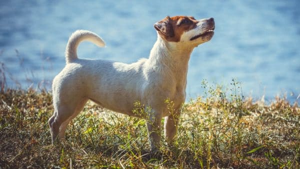 Longest Living Dog Breeds: Is Your Dog On The List? 