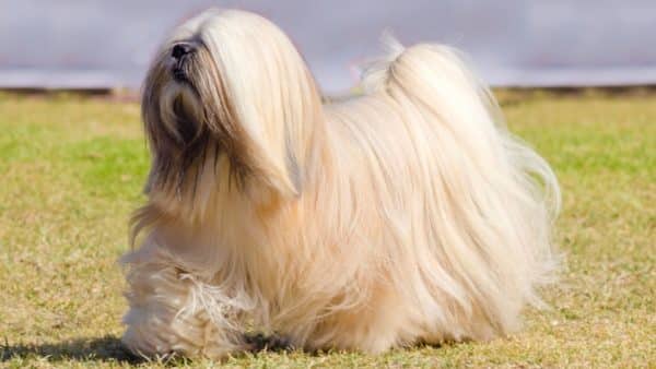 Longest living dog breeds: is your dog on the list?