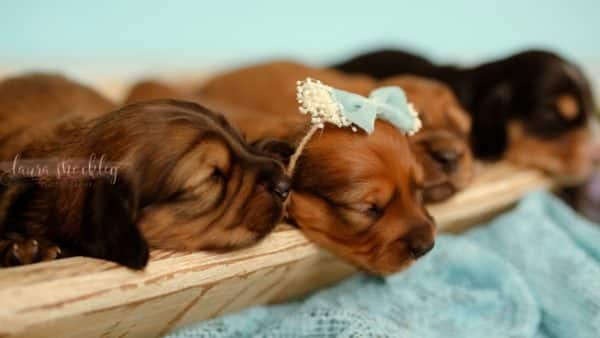 An amazing dachshund maternity photoshoot