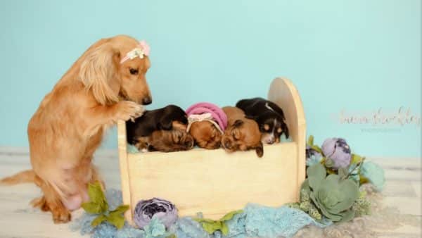 An amazing dachshund maternity photoshoot