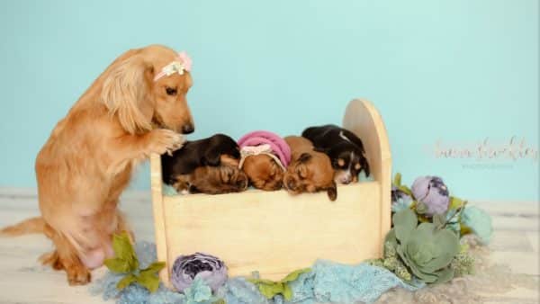 Amazing Dachshund Newborn Photo Shoot Will Melt Your Heart!