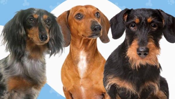 The 3 types of dachshunds do you know them all