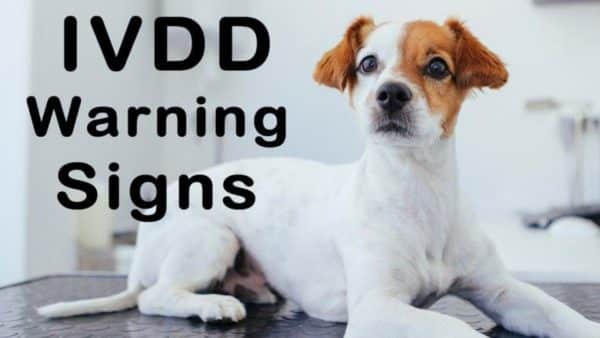 The early warning signs of ivdd
