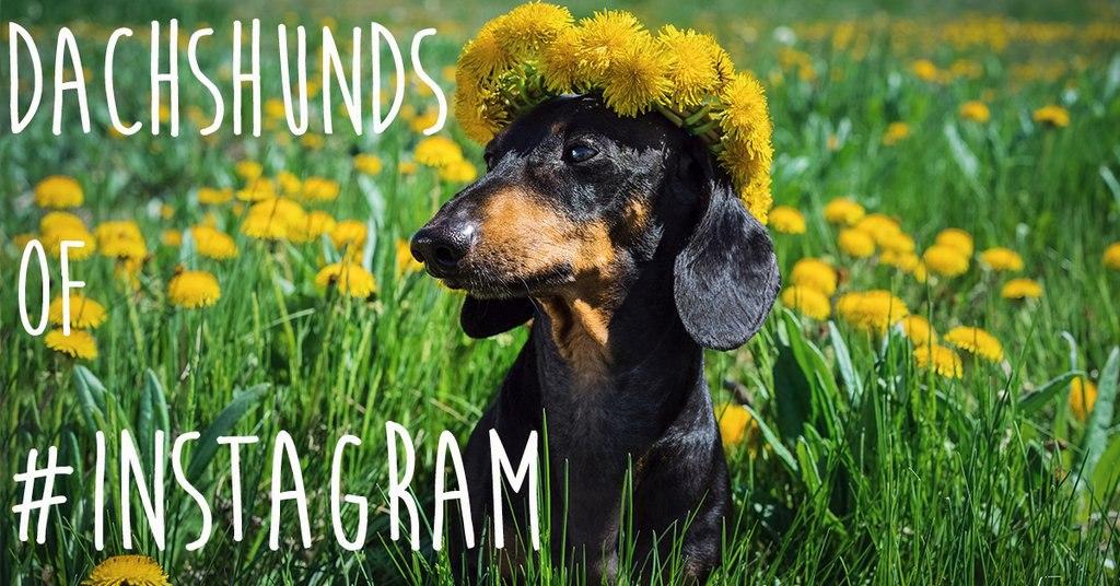 6 dachshunds on instagram you should be following